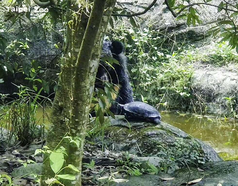 亚洲黑熊「贝儿」在户外活动时，第一次遇到红耳龟到水池岸边晒太阳(图片来源：台北市立动物园)