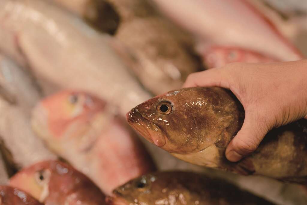 林明健分享挑鱼的诀窍，可以从眼睛的光泽度来判断是否新鲜。(摄影－彭柏璋)
