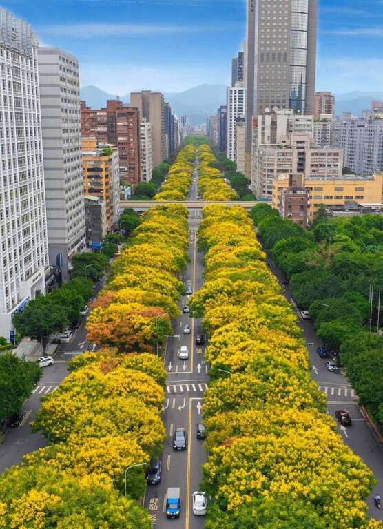敦化南路的臺灣欒樹開滿黃花(圖片來源：臺北市政府工務局公園路燈工程管理處)