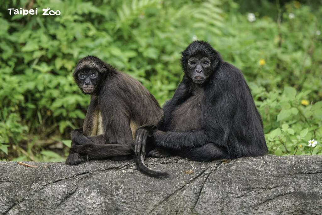 「屁孩集团」面临解散危机，保育员正努力修复牠们破损的关系(詹德川摄) (图片来源：台北市立动物园)