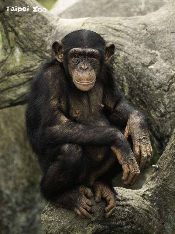 下次到動物園參觀時，帶著尊重和包容的態度，或許你會發現黑猩猩想要和你做朋友哦！(圖片來源：臺北市立動物園)