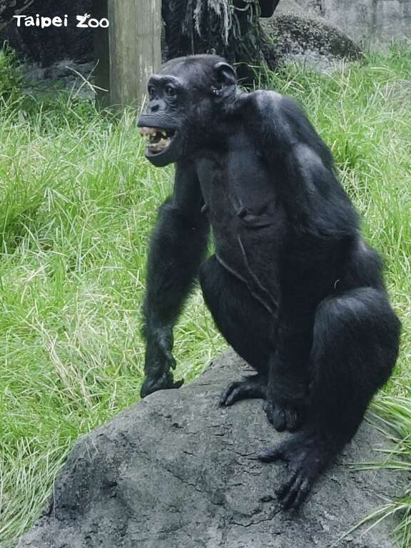 露出牙齦和兩排牙齒，看似人類微笑、開心的模樣，其實是黑猩猩表示恐懼或威嚇的表現(圖片來源：臺北市立動物園)