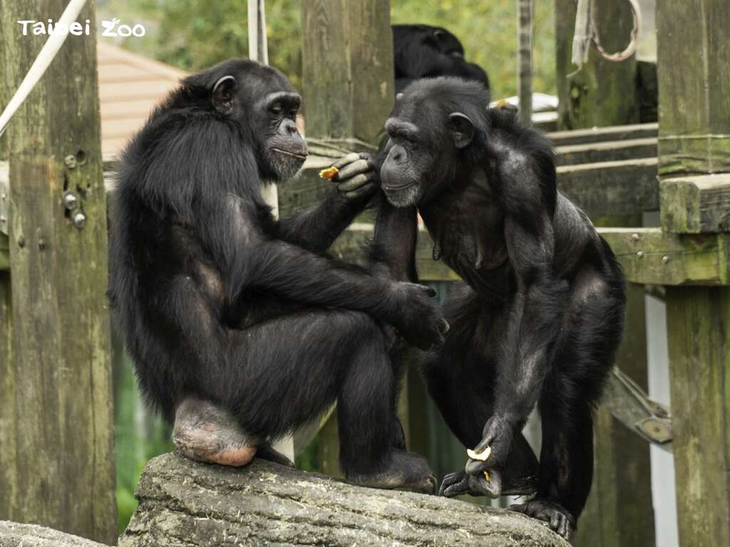 黑猩猩透過肢體動作與表情能夠讓他們在群體生活間，互相傳達彼此的情緒與對話(圖片來源：臺北市立動物園)