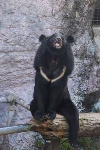 Formosan black bears