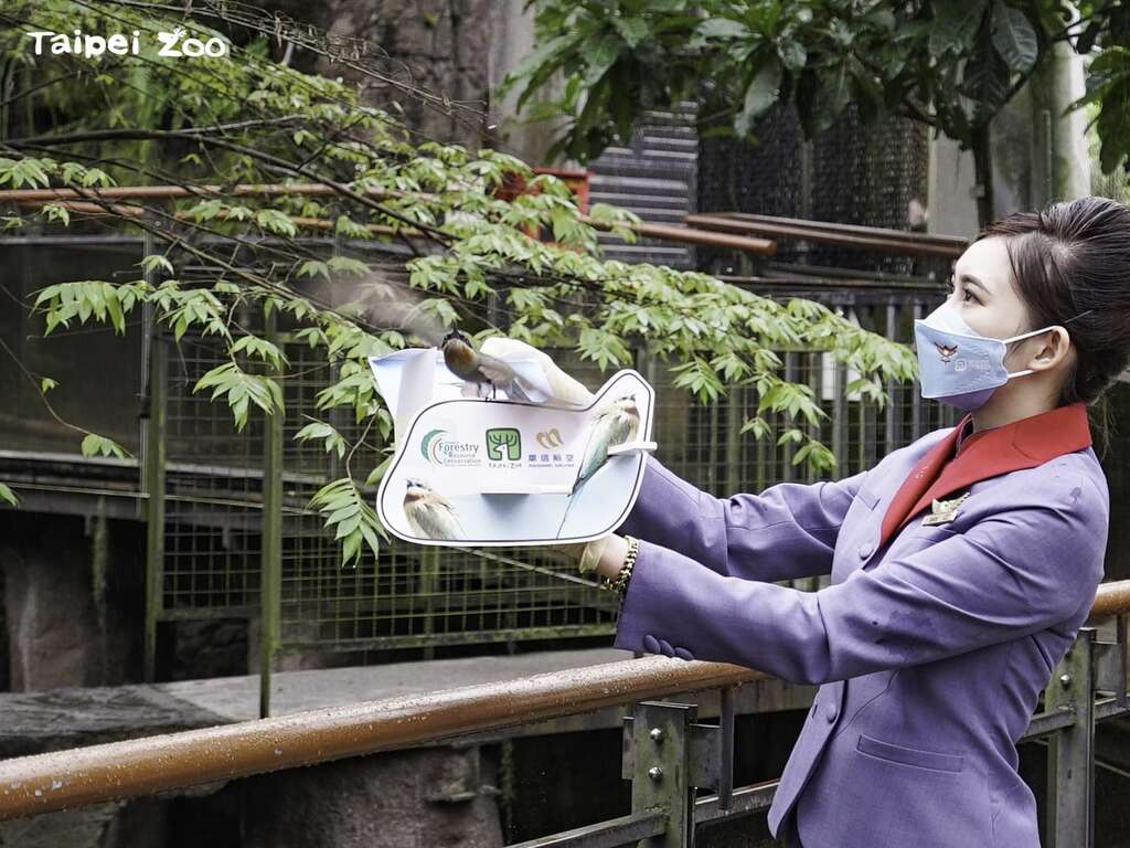 華信航空特別派員到現場參與大空間放飛訓練(圖片來源：臺北市立動物園)