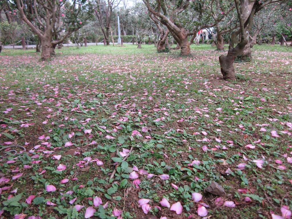 茶梅花毯(图片来源：台北市政府工务局公园路灯工程管理处)