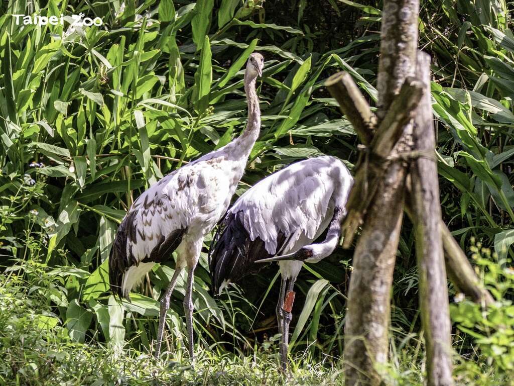 「哩鶴」從一出生就被爸媽保護得很好(圖片來源：臺北市立動物園)