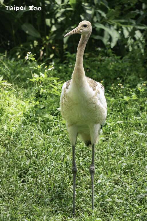 透過DNA性別鑑定已確定「哩鶴」是女生(圖片來源：臺北市立動物園)