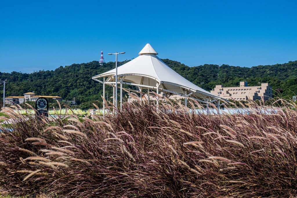 紫背狼尾草隨風飄逸(圖片來源：臺北市政府工務局水利工程處)