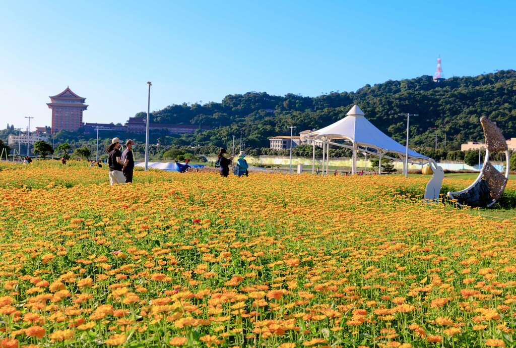大佳河浜公園で黄金色の花々が満開