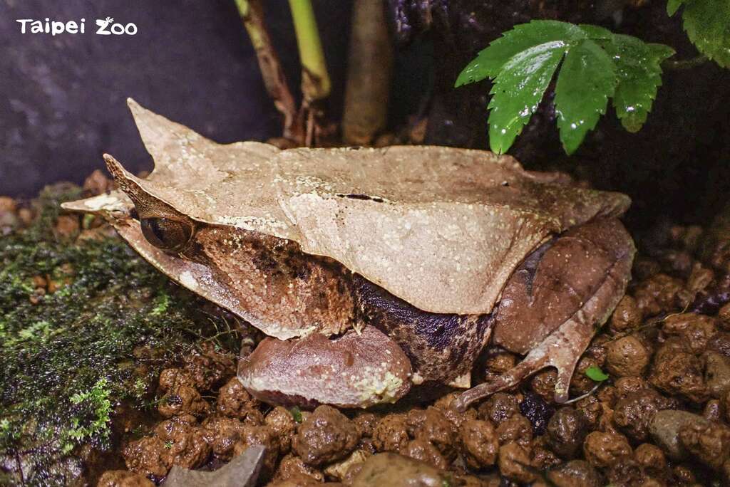 三角枯叶蛙的外观非常类似森林底层的枯枝落叶(图片来源：台北市立动物园)