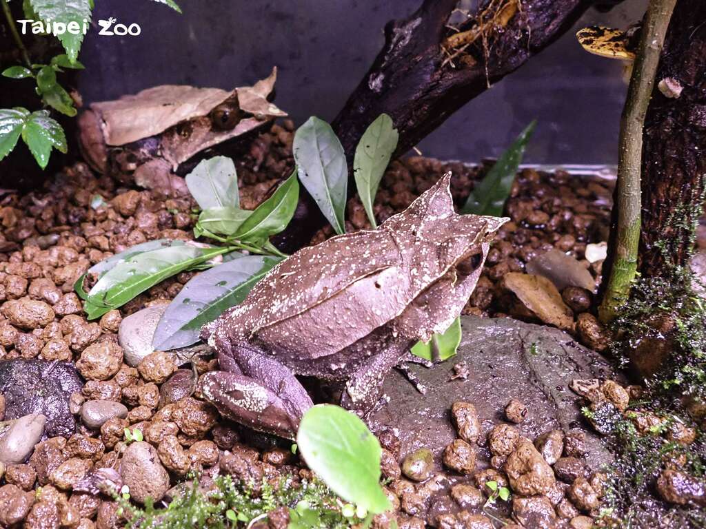 三角枯叶蛙被安排在两栖爬虫动物馆的箭毒蛙房里进行配对(图片来源：台北市立动物园)