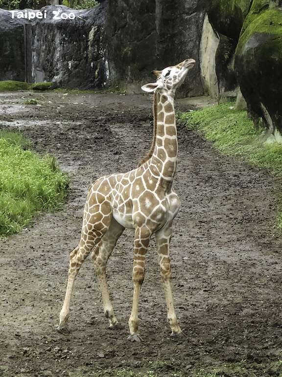 Giraffe Calf Mai Meng Charms Zoo Keepers, Explores Outdoor Surroundings