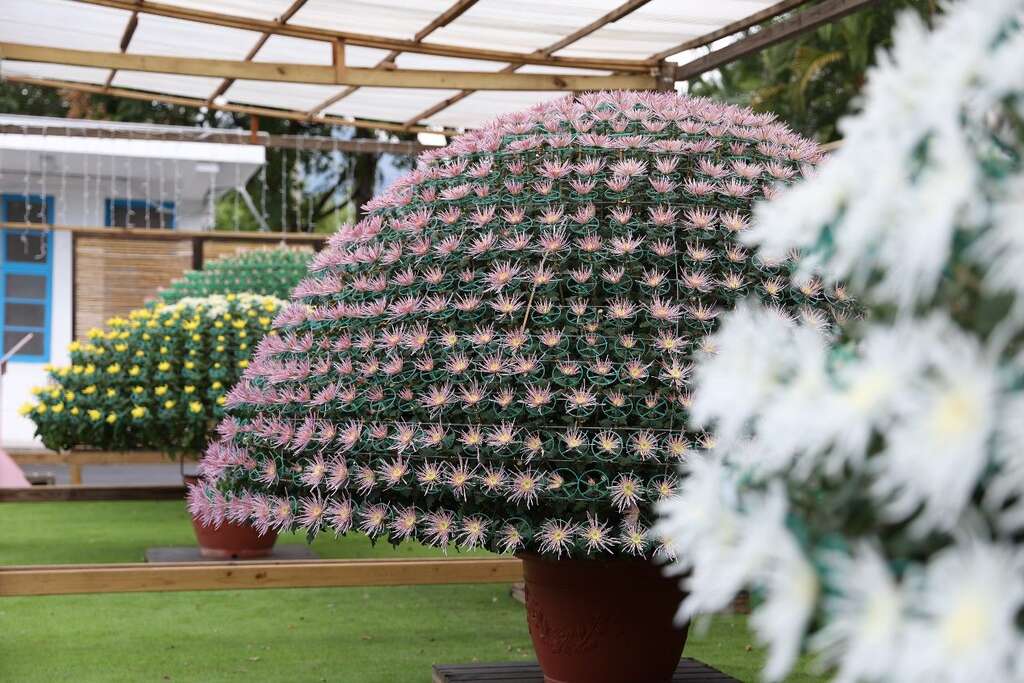 單株近千朵的大立菊精彩呈現(圖片來源：臺北市政府工務局公園路燈工程管理處)