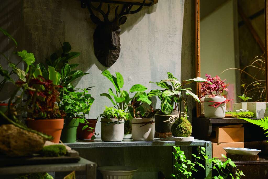 在家中擺置觀葉植栽，可讓空間感覺充滿生氣。（圖／關於鮮花和植物的大小事）
