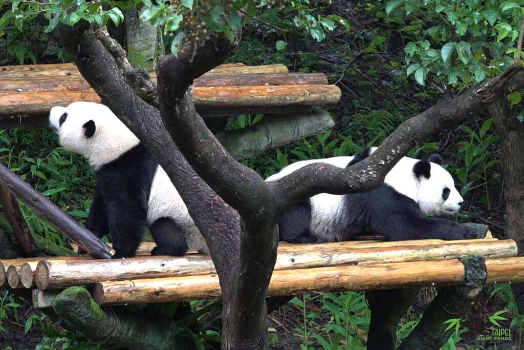 「圓寶」開始獨立訓練，要捕捉母女同框的最後機會(圖片來源：臺北市立動物園)
