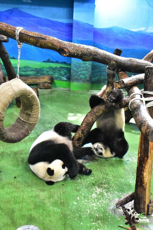 白天「圓寶」還是照常跟媽媽一起活動(圖片來源：臺北市立動物園)