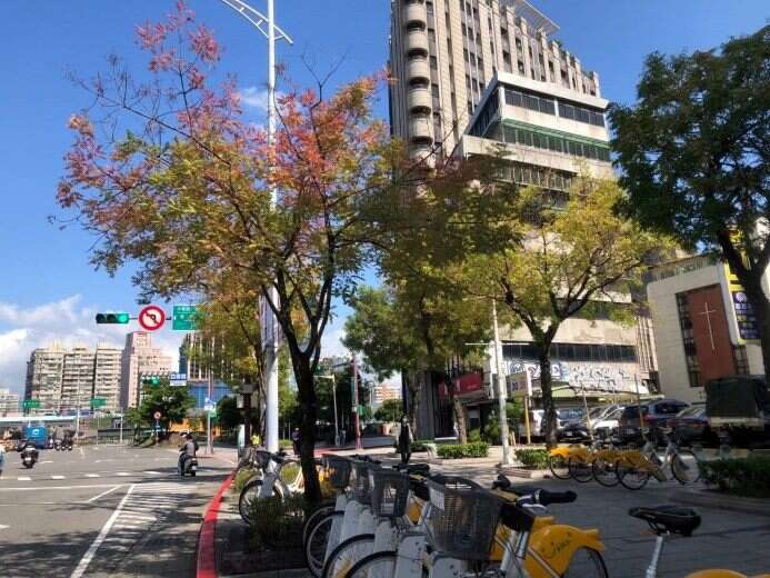 孔木頂部枝葉逐漸變紅近況(圖片來源：臺北市政府工務局公園路燈工程管理處)