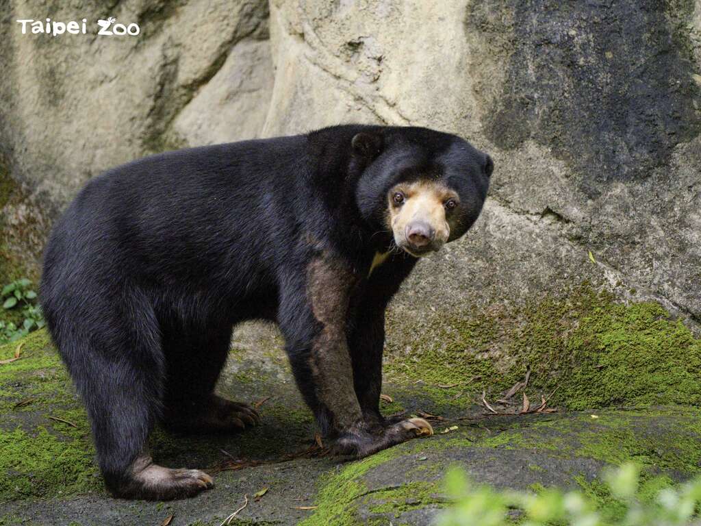 国内、外的动物园对於圈养动物的环境改善已经有大幅度的进步，仍会有部分圈养动物会有刻板行为的产生，特别是熊科动物有高机率会出现刻板行为(图片来源：台北市立动物园)