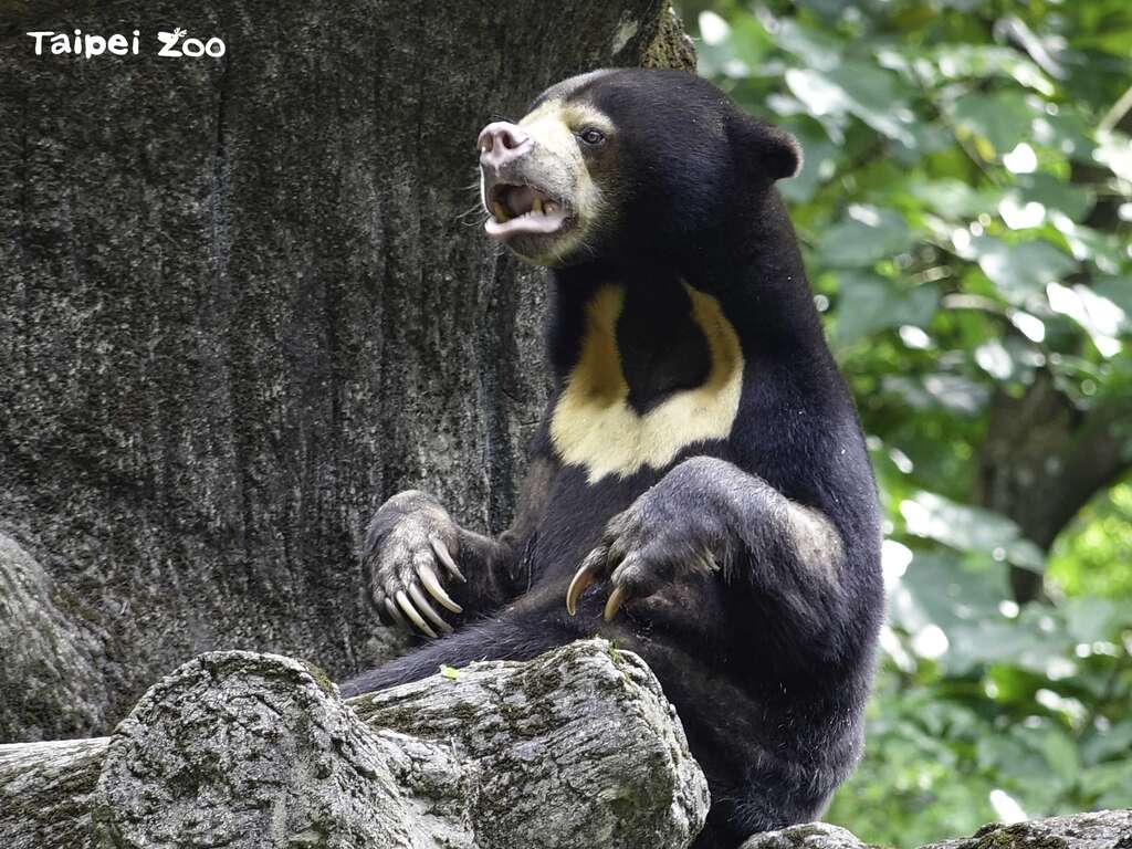 照养团队投入人力，全日观察纪录马来熊的一举一动(图片来源：台北市立动物园)