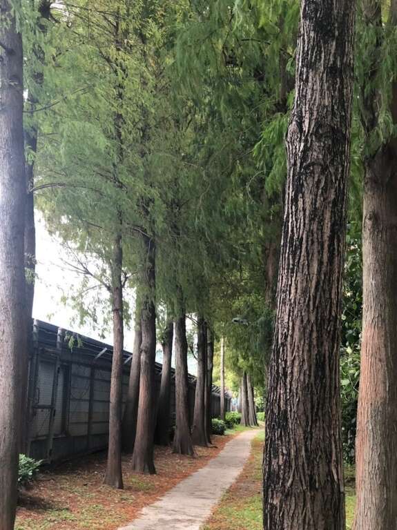 冬季裡的主角落羽松(圖片來源：臺北市政府工務局公園路燈工程管理處)