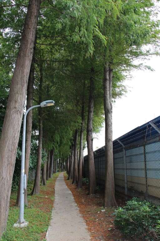 漸變中的落羽松(圖片來源：臺北市政府工務局公園路燈工程管理處)
