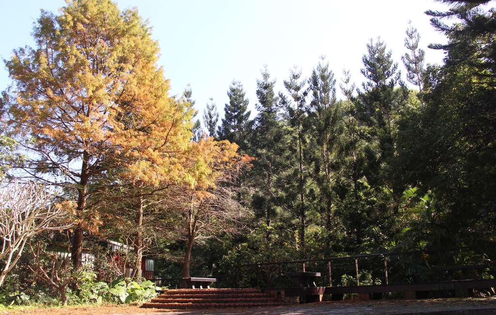 落羽松的叶片由11月起会逐渐转黄，到了1月会由黄转红(图片来源：台北市政府工务局大地工程处)