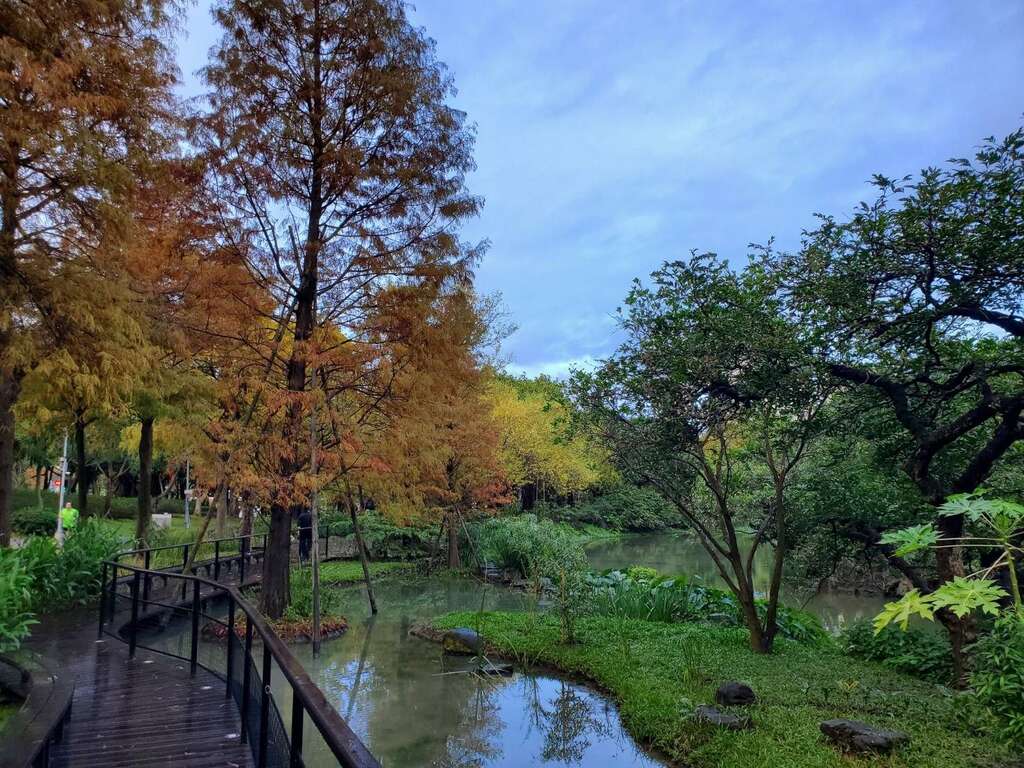 大安森林公园大生态池旁落羽松已然变色(图片来源：台北市政府工务局公园路灯工程管理处)