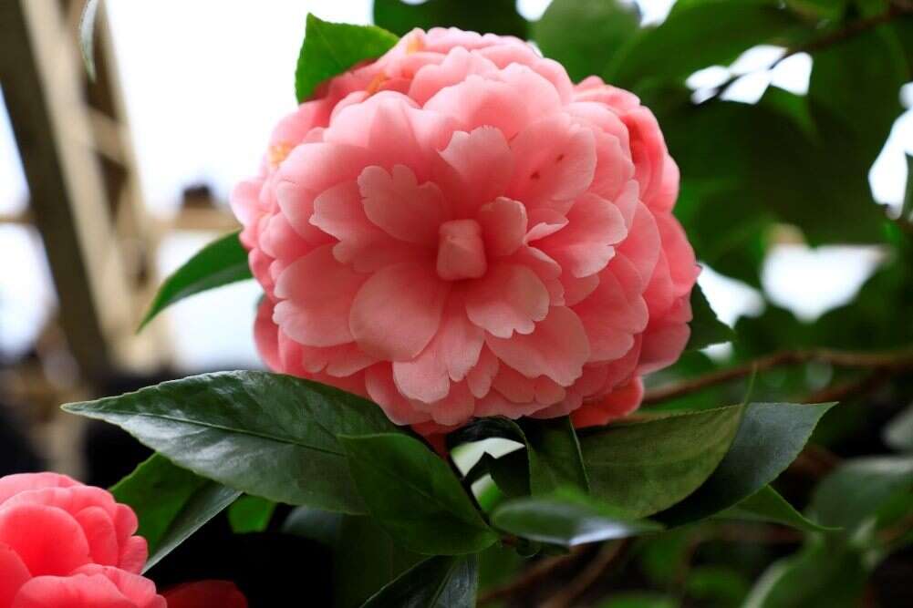 每朵茶花皆有各自獨特的魅力(圖片來源：臺北市政府工務局公園路燈工程管理處)