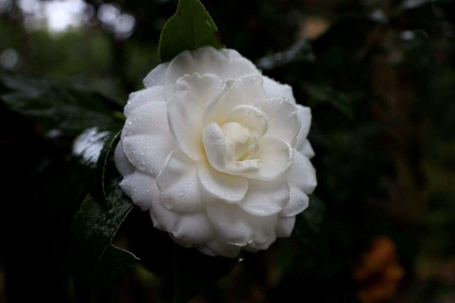 雪白的茶花(圖片來源：臺北市政府工務局公園路燈工程管理處)