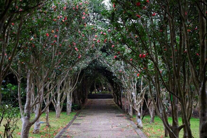 The Taipei Camellia Exhibition will be held on January 6, 2023. The master's delicate brushwork "sees the flowers blooming"