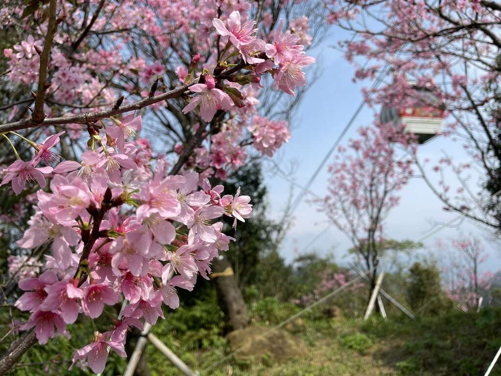 指南风景区樱花林魔幻美感(图片来源：台北市政府工务局大地工程处)