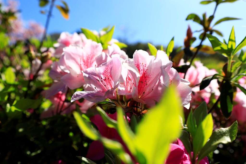 杜鵑花也會在春節期間盛開(圖片來源：臺北市政府工務局公園路燈工程管理處)