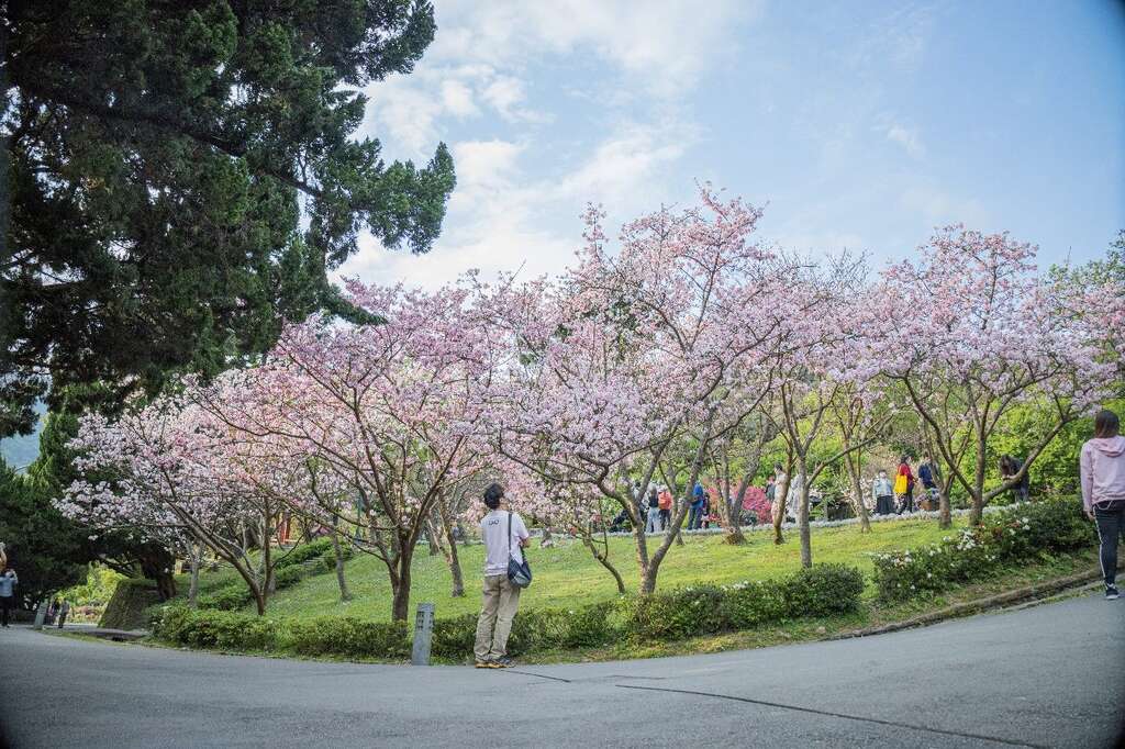 百花盛開(圖片來源：臺北市政府工務局公園路燈工程管理處)