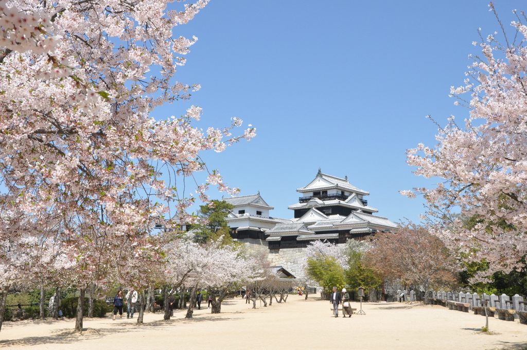 樱花盛开的松山城.JPG