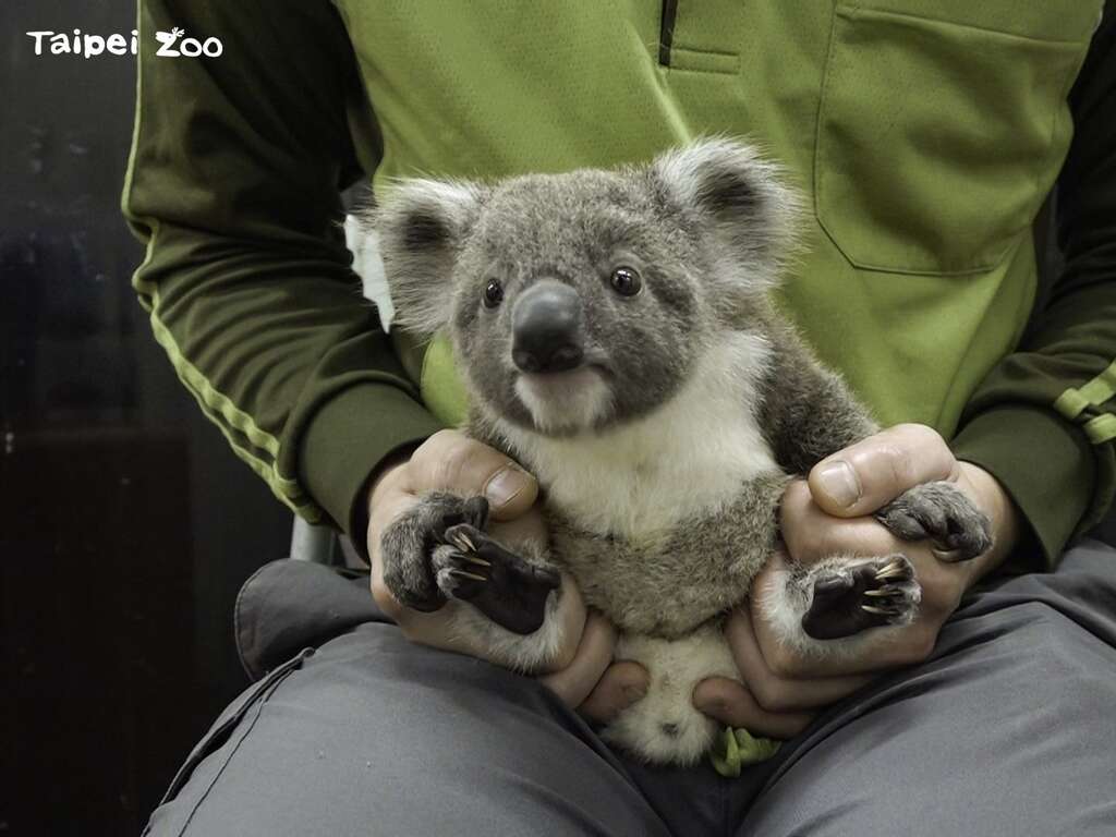 New Koala Family Member Debuts at Taipei Zoo