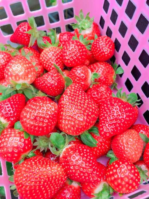白石湖农村的履历草莓(图片来源：台北市政府产业发展局)