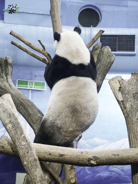 「圆仔」的黑背心的宽度比较细且黑白交界处有近似V的弧形(图片来源：台北市立动物园)