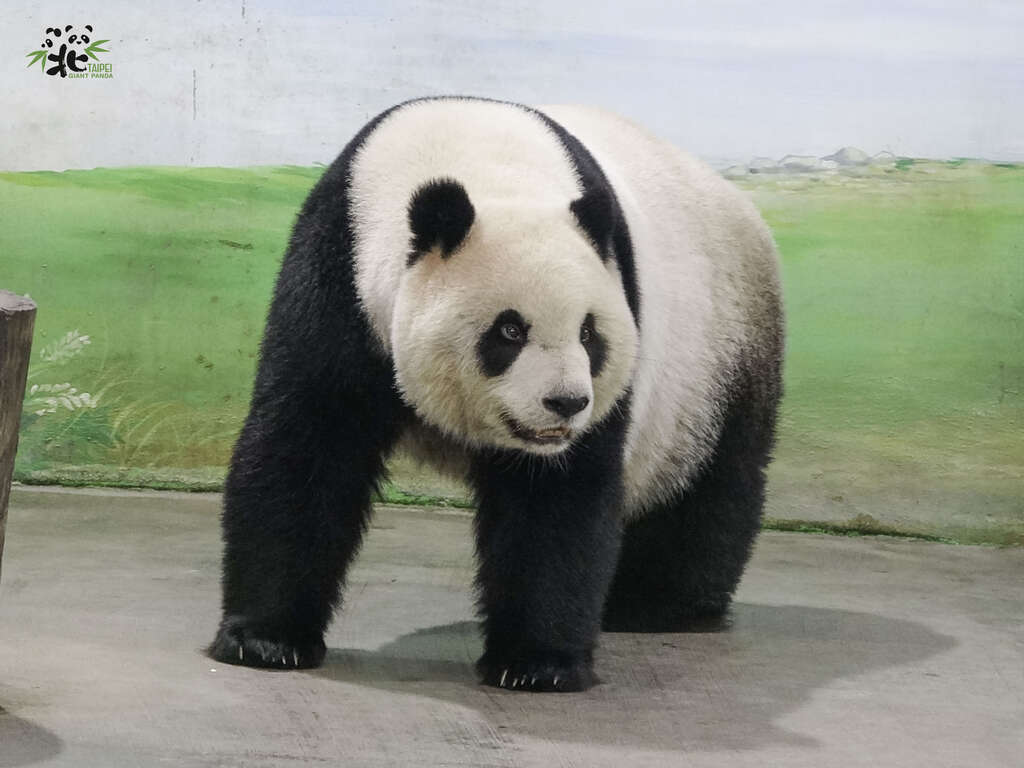 9岁的大猫熊姊姊「圆仔」身长较短，但体重却和妈妈「圆圆」不相上下(图片来源：台北市立动物园)