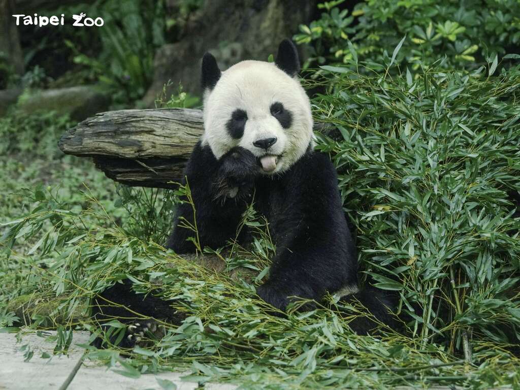 圆圆现在每天吃饱睡好，体重自然也逐步回升到107公斤上下(詹德川摄) (图片来源：台北市立动物园)