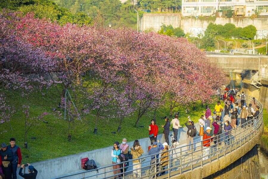吸引许多人前来赏樱(图片来源：台北市政府工务局公园路灯工程管理处)