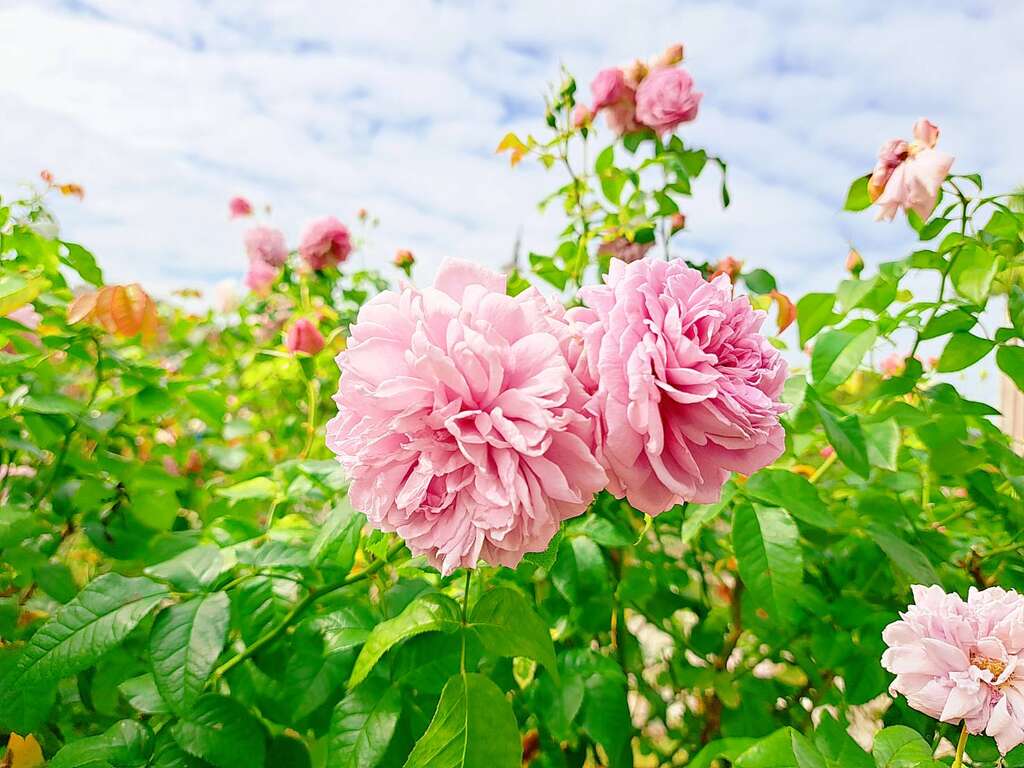 台北玫瑰园内有超过八百种珍贵的玫瑰品种，皆由工作人员悉心照护，诚挚欢迎民众来赏花。(图片来源：台北市政府工务局公园路灯工程管理处)