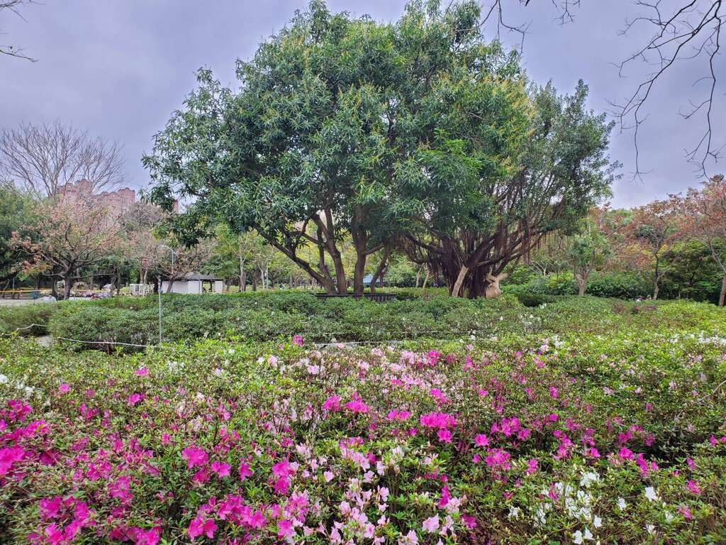 杜鵑花心心3種顏色杜鵑等待民眾來蒐集(圖片來源：臺北市政府工務局公園路燈工程管理處)