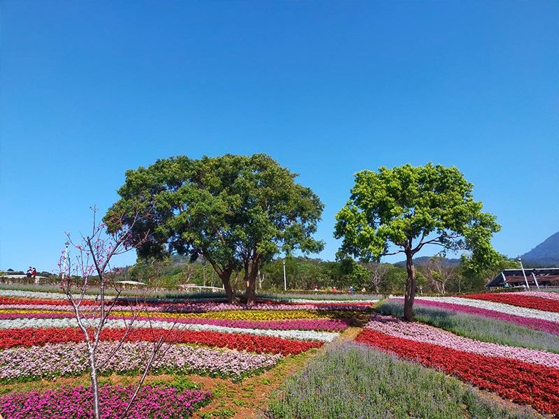 圖2.北投三層崎公園花海美景