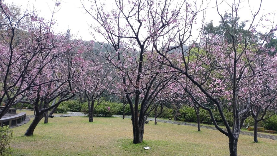 2023阳明山花季 喷水池昭和樱花况(图片来源：台北市政府工务局公园路灯工程管理处)