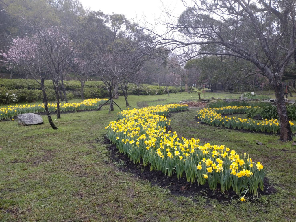 2023阳明山花季 湖山绿地西洋水仙花况(图片来源：台北市政府工务局公园路灯工程管理处)