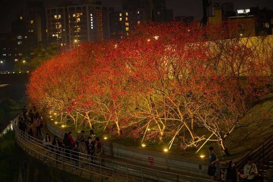 夜間的八重櫻(圖片來源：臺北市政府工務局公園路燈工程管理處)