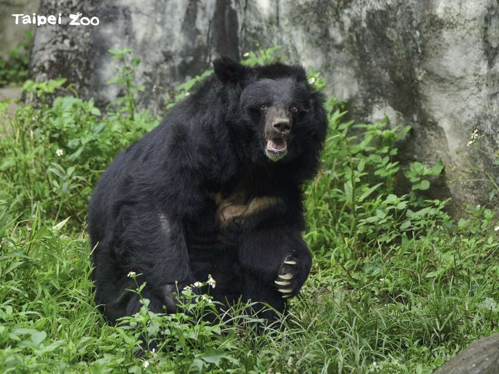响应「世界野生动植物日」 致敬野生动植物保育夥伴（黑熊-詹德川摄）(图片来源：台北市立动物园)