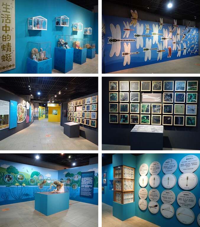 「蜻豆初开时」蜻蜓特展今(2023)年3月底即将画下休止符(图片来源：台北市立动物园)