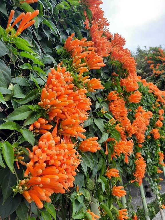 炮仗花，又称炮竹花，累累花串好似喜庆燃放的鞭炮而闻名。(图片来源：台北市政府工务局公园路灯工程管理处)